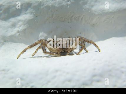 Nahaufnahme einer Krabbenspinne oder einer Buschkrabbenspinne an einer Wand. Stockfoto