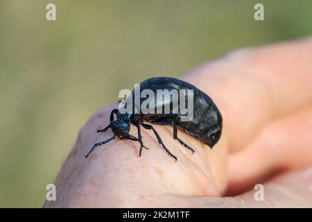 Porträt eines schwarz-blauen Ölkäfers. Diese Käfer sind giftig und geben eine giftige gelbe Substanz ab. Stockfoto