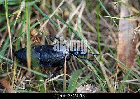 Porträt eines schwarz-blauen Ölkäfers. Diese Käfer sind giftig und geben eine giftige gelbe Substanz ab. Stockfoto