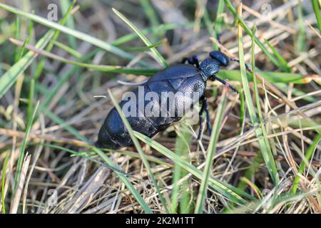 Porträt eines schwarz-blauen Ölkäfers. Diese Käfer sind giftig und geben eine giftige gelbe Substanz ab. Stockfoto