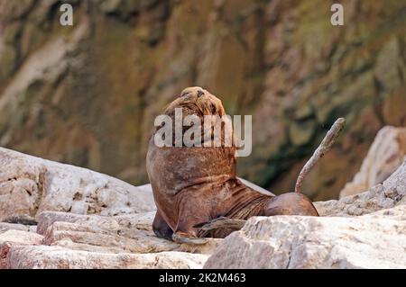 Ein großer männlicher südamerikanischer Seelöwe auf einer abgelegenen Insel Stockfoto