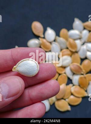 Kürbiskerne der Vorfahren, die im Garten gepflanzt werden können Stockfoto