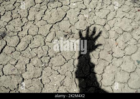 Rissbildung und Spaltung von Böden durch Dursterosion und Dürre, Erosion durch Dürre und Wüstenbildung Stockfoto