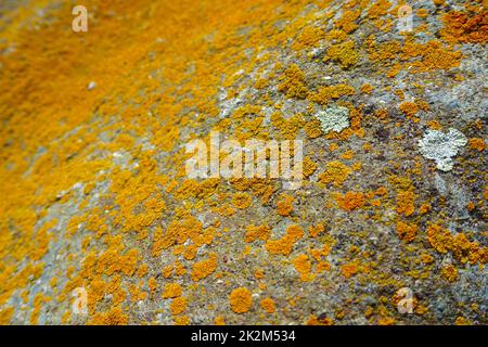 Große Felsen mit gelbem Moos, Felsen mit gelbem Moos Stockfoto