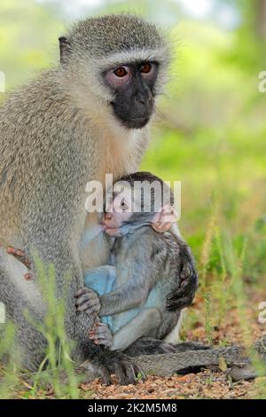 Vervet-Affe mit saugendem Baby Stockfoto