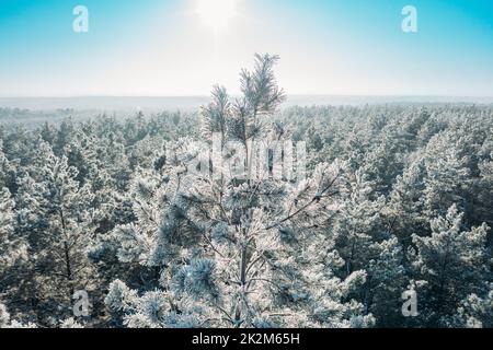 Luftaufnahme des Sonnenuntergangs Sonnenaufgang Sonne Sonnenschein im sonnigen Winter verschneiten Nadelwald. Drohnenansicht der europäischen Wälder im Winter. Sonnenlicht durch Wälder Stockfoto