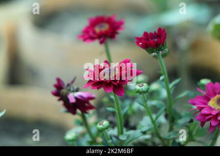 Bunte rosa Herbstliche Chrysantheme Hintergrund Stockfoto