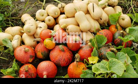 Kürbisernte hokkaido Pfahlernte Cucurbita maxima pepo moschata Haufen rot Kuri Kürbis süß Fleisch Pflanzen Bio Bauernhof Pflanze Feld Wachstum Landwirtschaft Stockfoto