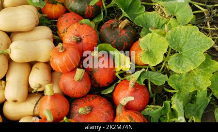 Kürbisernte hokkaido Pfahlernte Cucurbita maxima pepo moschata Haufen rot Kuri Kürbis süß Fleisch Pflanzen Bio Bauernhof Pflanze Feld Wachstum Landwirtschaft Stockfoto