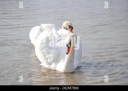 Ein Paar weiße Schwäne schwebt auf dem Wasser. Ein Paar weiße Schwäne gleiten über das von der Morgensonne beleuchtete Wasser. Stockfoto