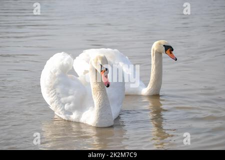 Ein Paar weiße Schwäne schwebt auf dem Wasser. Ein Paar weiße Schwäne gleiten über das von der Morgensonne beleuchtete Wasser. Stockfoto