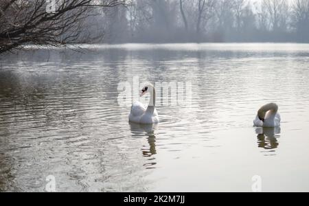 Ein Paar weiße Schwäne schwebt auf dem Wasser. Ein Paar weiße Schwäne gleiten über das von der Morgensonne beleuchtete Wasser. Stockfoto