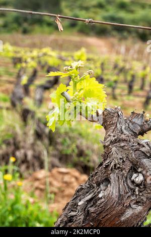 Junge Triebe auf den Zweigen der Rebe im Frühjahr. Landwirtschaft. Stockfoto