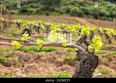 Junge Triebe auf den Zweigen der Rebe im Frühjahr. Landwirtschaft. Stockfoto