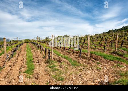 Weinberg mit jungen Triebe auf den Zweigen im Frühjahr. Landwirtschaft. Stockfoto