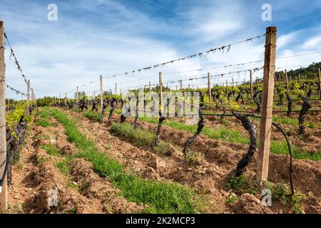 Weinberg mit jungen Triebe auf den Zweigen im Frühjahr. Landwirtschaft. Stockfoto