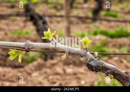 Junge Triebe auf den Zweigen der Rebe im Frühjahr. Landwirtschaft. Stockfoto