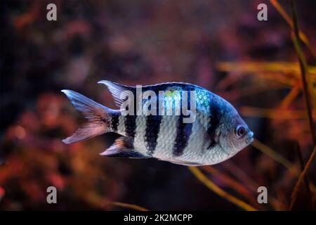 Indo-pazifischer Feldwebel Abudefduf vaigiensis Stockfoto