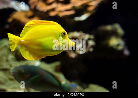 Yellow tang Zebrasoma flavescens Fische unter Wasser im Meer Stockfoto