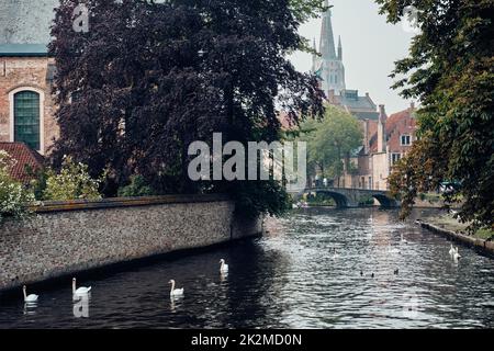 Brügger Kanal mit weißen Schwanen zwischen alten Bäumen mit der Kirche unserer Lieben Frau im Hintergrund. Brügge, Belgien Stockfoto