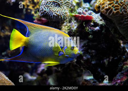 Königinnenangelfisch Holacanthus ciliaris, auch bekannt als der blaue Engelfisch, der goldene Engelfisch oder der gelbe Engelfisch unter Wasser im Meer Stockfoto