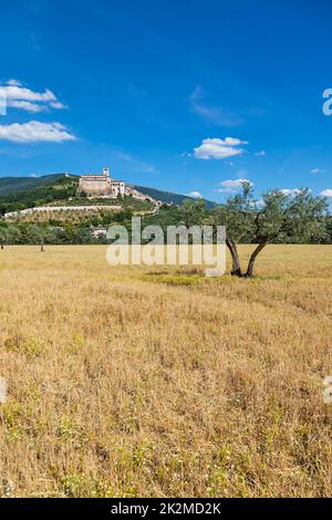 Olivenbäume im Dorf Assisi in Umbrien, Italien. Die Stadt ist berühmt für die wichtigste italienische Basilika, die dem St. Francis - San Francesco. Stockfoto