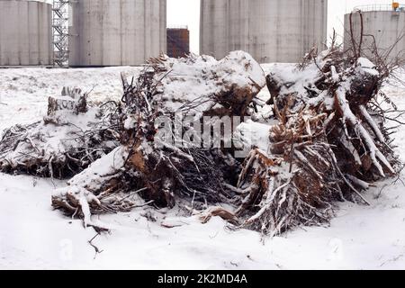 Entwurzelte Stumpfe liegen in einem Haufen unter dem Schnee vor dem Hintergrund von Kraftstofftanks Stockfoto