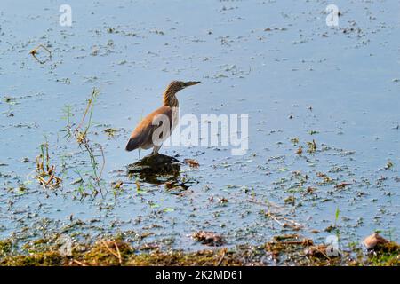 Indischer Teichreiher oder Paddybird Ardeola greyii in einem See Stockfoto