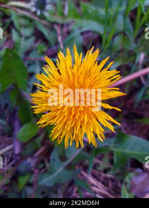 Löwenzahn Blüte Nahaufnahme Stockfoto