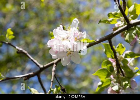 Eine Biene sammelt Pollen in Blüten eines sauren Kirschbaums. Stockfoto