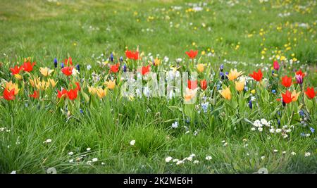 Frühe Blomers auf der Wiese Stockfoto