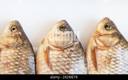 Frisch gefangener Kreuzfisch liegt auf einem weißen Stand. Blick von oben. Stockfoto