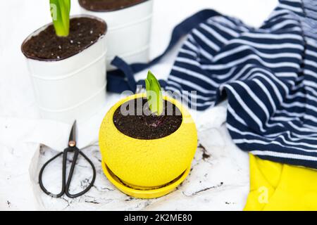 Hyazinthenzwiebeln in Töpfe verpflanzen, Gartenwerkzeuge liegen auf dem Hintergrund, gelbe Handschuhe. Stockfoto