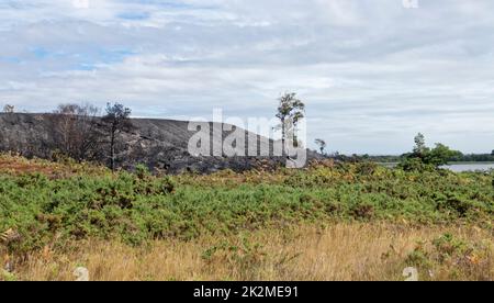 Heide an der Little Sea Lagoon, teilweise verbrannt von einem Feuer, wahrscheinlich ausgelöst durch einen Einweg-Grill, Studland Heath, Isle of Purbeck, August 2022. Stockfoto