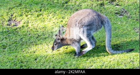 Ein Känguru, ein rothalsiges Wallaby (Notamacropus rufogriseus), das auf einer grünen Wiese springt Stockfoto