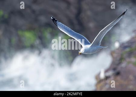 Heringsmöwe (Larus argentatus) im Flug über ein raues Meer, das an Küstenklippen bricht, Cornwall, Großbritannien, April. Stockfoto