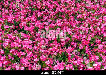 Begonia semperflorens eine jährlich im Sommer blühende Pflanze mit einer roten, rosafarbenen Sommerblüte, die allgemein als Wachs-Begonia bekannt ist, Stockfoto Stockfoto