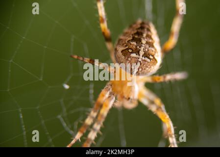 Makroaufnahme einer Kreuzspinne im Spinnennetz. Hochwertige Fotos Stockfoto