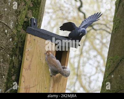 Die Schakadaw (Corvus monedula) jagt ein Grauhörnchen (Sciurus carolinensis), das aus einem Nistkasten herauskommt, in dem der Vogel nisten möchte, Wiltshire, Großbritannien, März. Stockfoto