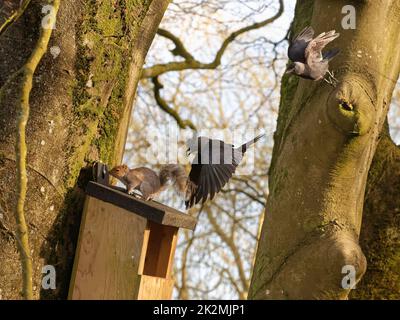 Schakentauben (Corvus monedula), die ein Grauhörnchen (Sciurus carolinensis) jagen, als es aus einem Nistkasten herauskommt, in dem die Vögel nisten möchten, Wiltshire, Großbritannien Stockfoto