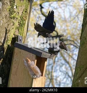 Dochttauchgang (Corvus monedula) bombardiert ein Grauhörnchen (Sciurus carolinensis), das aus einem Nistkasten herauskommt, in dem die Vögel nisten wollen, Wiltshire Stockfoto