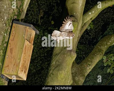 Waldkauz (Strix aluco), der nachts aus einem Nistkasten fliegt, nachdem er sein Küken gefüttert hat, Wiltshire Garden, Großbritannien, Mai. Stockfoto