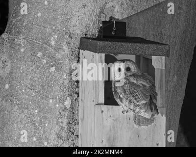 Waldkauz (Strix aluco), der am Eingang zu einem für diese Art entworfenen Nistkasten steht, der an einem Baumstamm in einem Garten hängt, Wiltshire, Großbritannien, April. Stockfoto