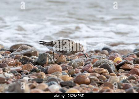 Dunlin, (Calidris alpina), Wintergefieder, Donmouth Beach, Aberdeen, Schottland, Vereinigtes Königreich Stockfoto