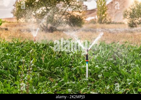 Automatische Sprinkler-Bewässerung in der Gemüsefarm Stockfoto