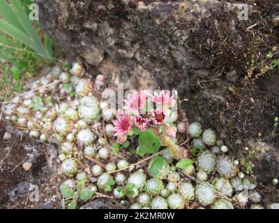 Spinnennetz-Lauch mit rosa Blumen in einem Steingarten, Sempervivum arachnoideum Stockfoto