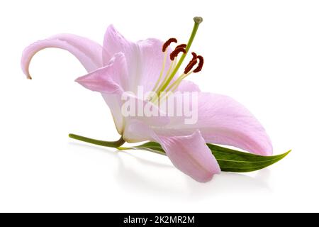 Wundervolle rosa Lily isoliert auf weißem Hintergrund, einschließlich Schnittpfad ohne Schatten. Stockfoto