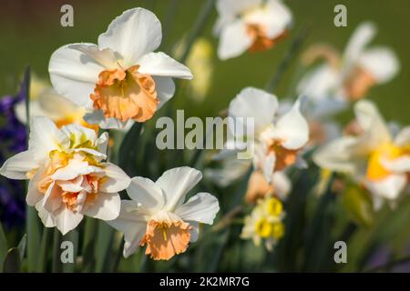 Die Narzisse, Narcissus pseudonarcissus, Narcissus blühen in einem Park Stockfoto