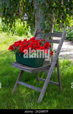 Rote Petunia-Blumen auf altem Stuhl im Garten Stockfoto