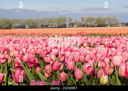 Tulpenfeld in den Niederlanden Stockfoto